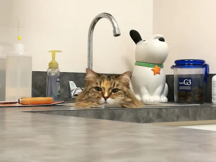 North Naples Veterinary Hospital 12