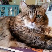 Fetch Specialty & Emergency Veterinary Centers - Bonita Springs, FL ico