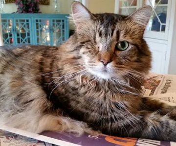 Fetch Specialty & Emergency Veterinary Centers - Bonita Springs, FL