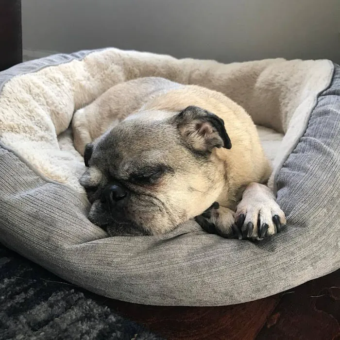 Fetch Specialty & Emergency Veterinary Centers - Bonita Springs, FL 12