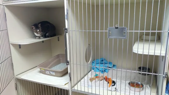 North Collier Animal Clinic 12