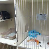 North Collier Animal Clinic ico