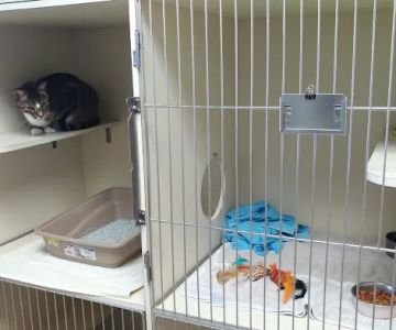 North Collier Animal Clinic