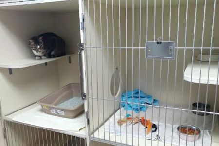 North Collier Animal Clinic