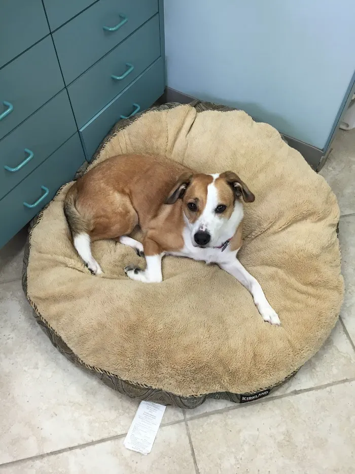 North Collier Animal Clinic 12