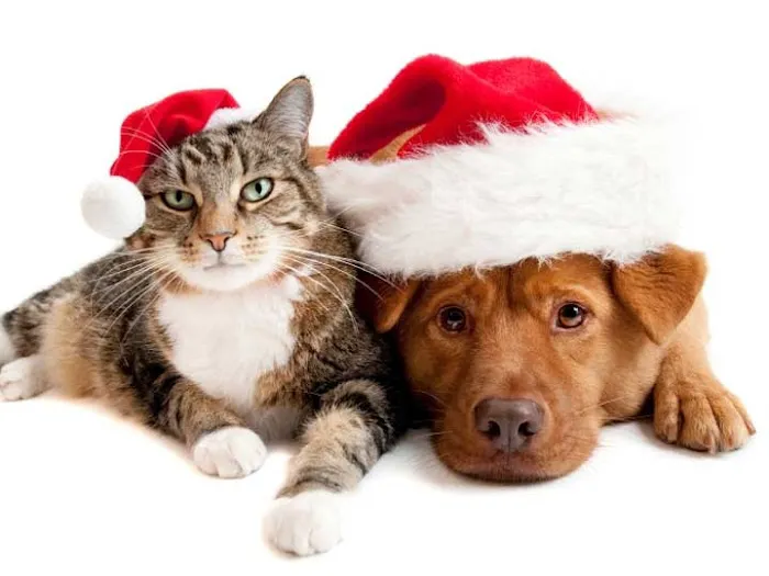Royal Veterinary Care 12