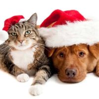 Royal Veterinary Care ico