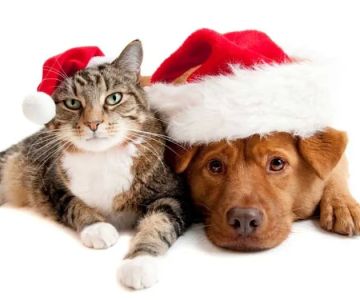Royal Veterinary Care