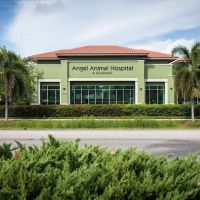 Angel Animal Hospital & Boarding ico