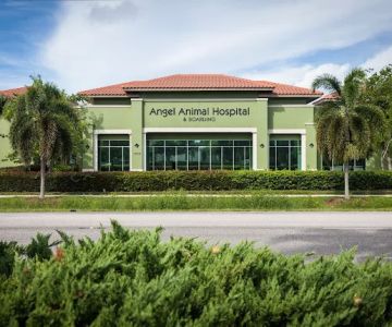 Angel Animal Hospital & Boarding