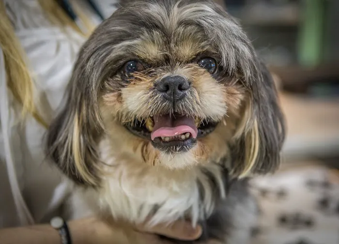 Angel Animal Hospital & Boarding 12
