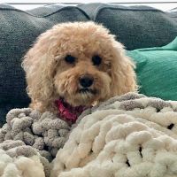 Newport Animal Hospital ico
