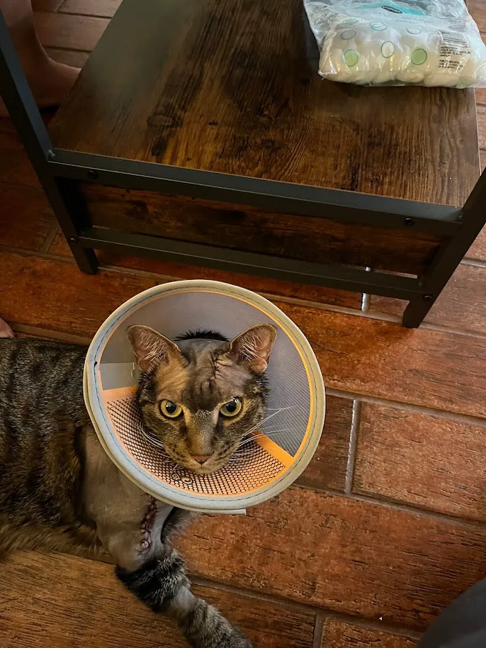 Newport Animal Hospital 12