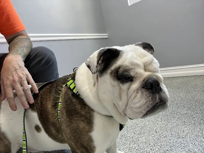 Newport Animal Hospital 12