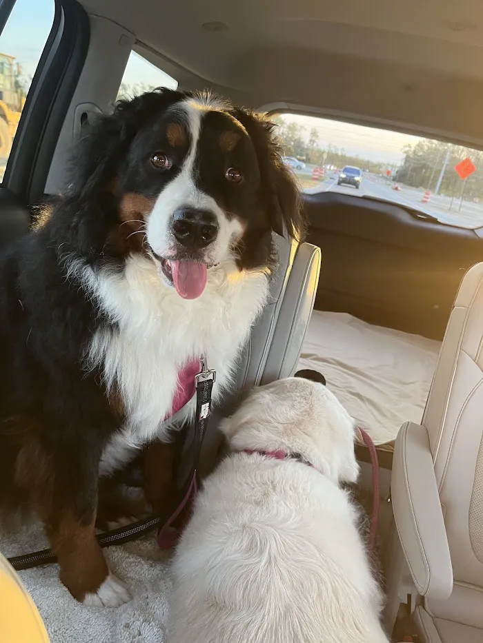 Newport Animal Hospital 12