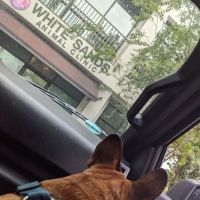 White Sands Animal Clinic ico