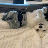 Bonita Veterinary Hospital ico