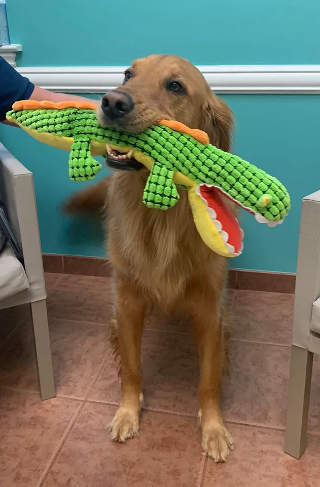 Florida Veterinary Referral Center – Emergency and Specialty Care 12
