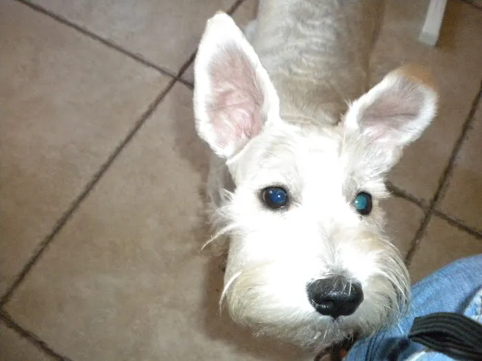 Southwest Florida Veterinary: Patrick Michelle DVM 12