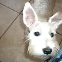 Southwest Florida Veterinary: Patrick Michelle DVM ico