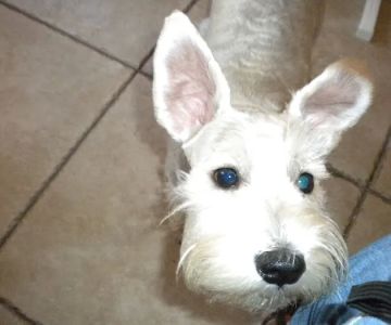Southwest Florida Veterinary: Patrick Michelle DVM