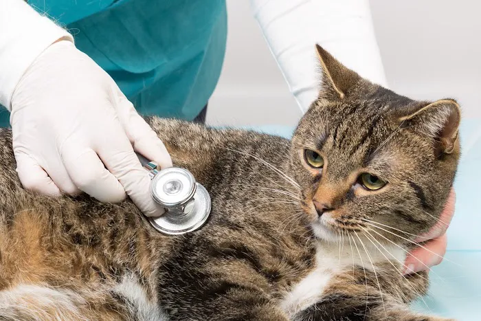 Southwest Florida Veterinary Specialists 6