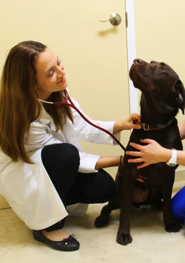 Southwest Florida Veterinary Specialists 4