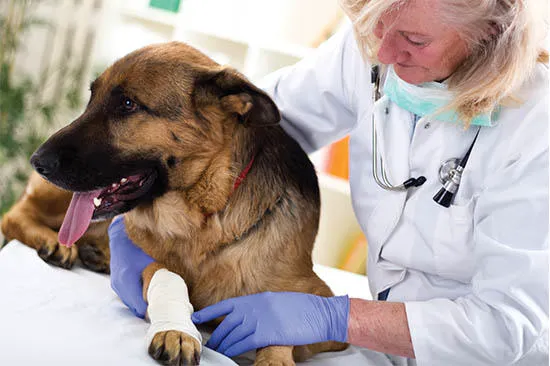 Southwest Florida Veterinary Specialists 3