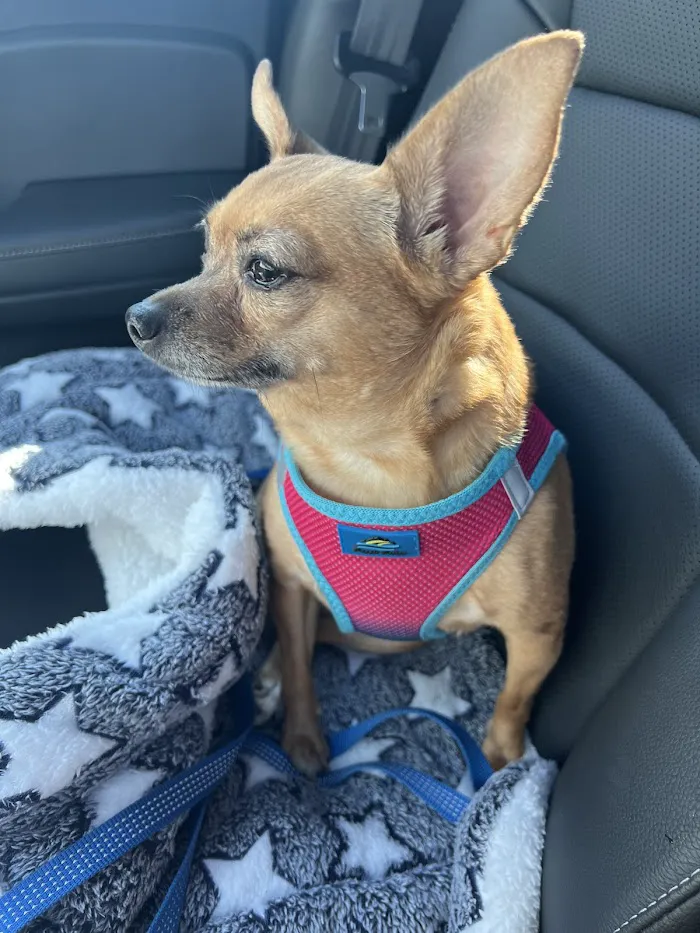 Southwest Florida Veterinary Specialists 10