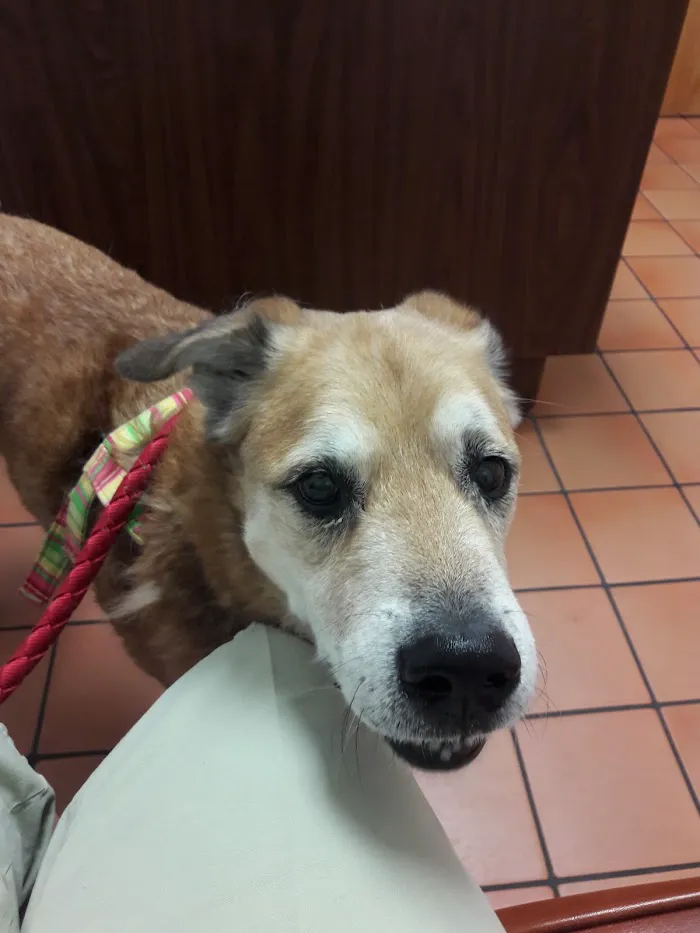 Federal Animal Hospital 12