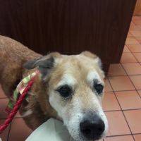 Federal Animal Hospital ico