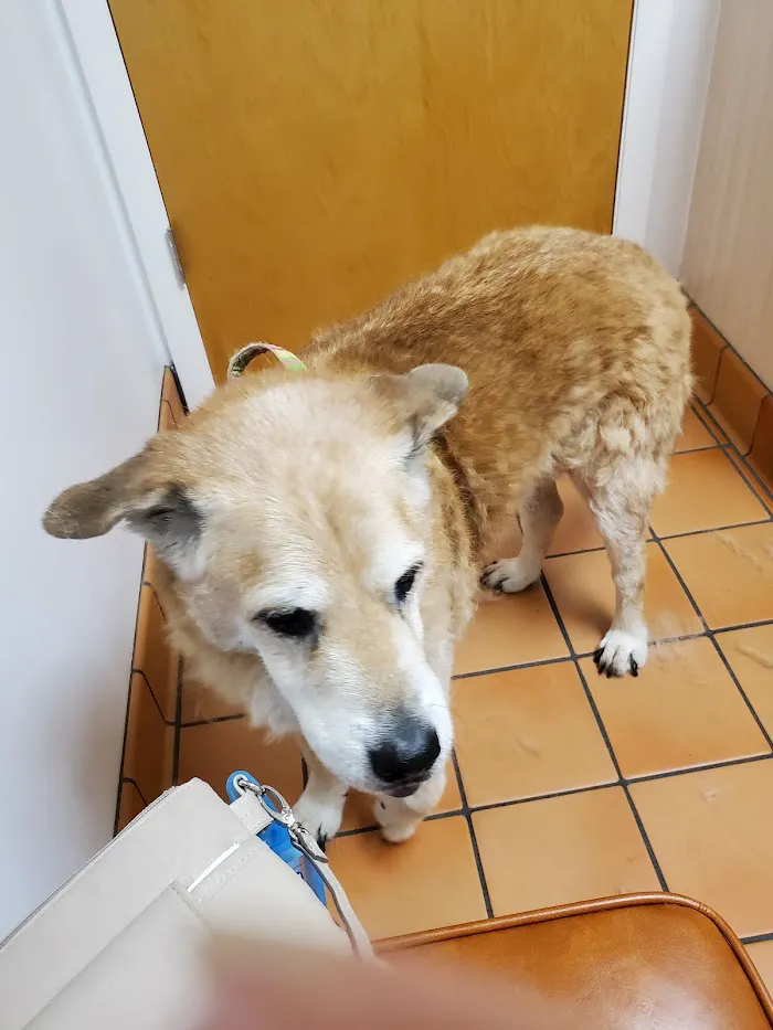 Federal Animal Hospital 12