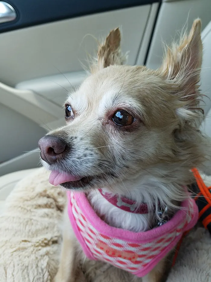 Federal Animal Hospital 12