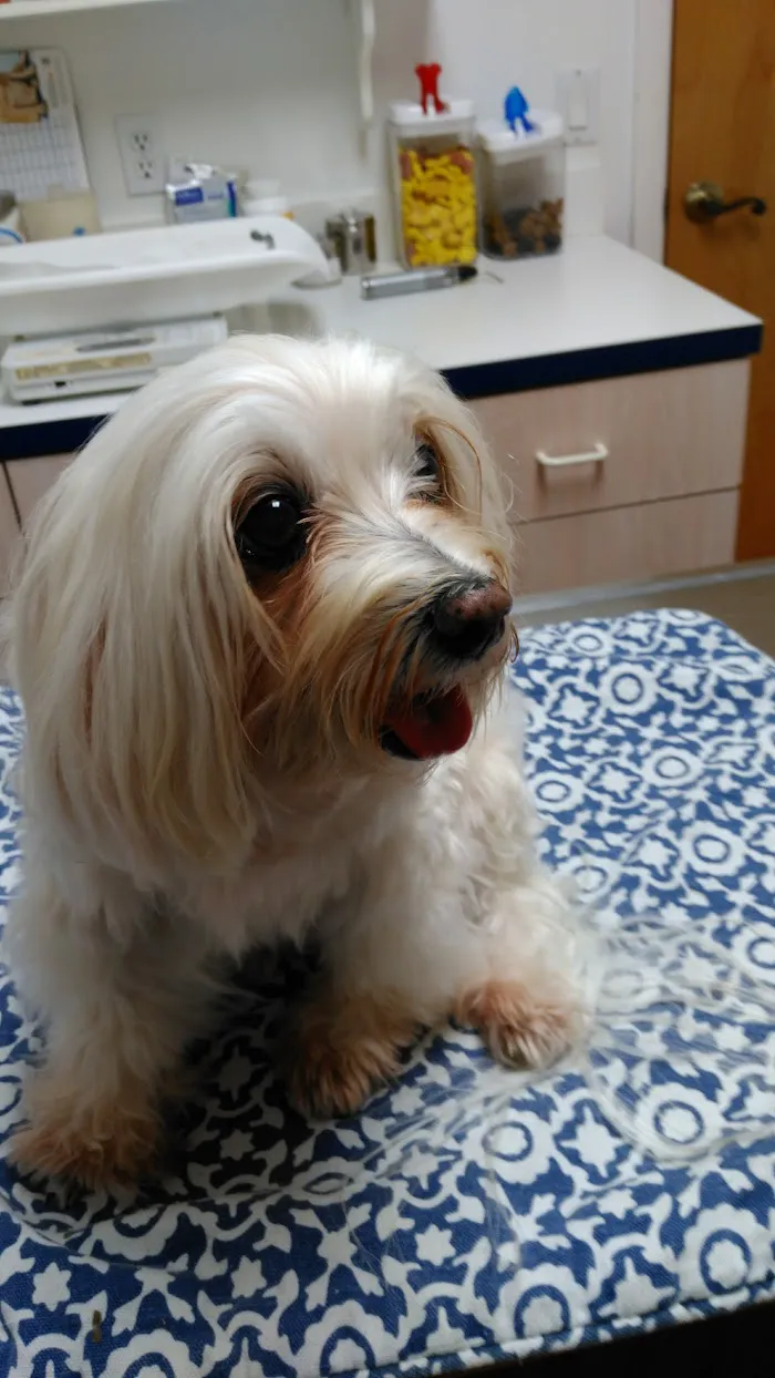 Federal Animal Hospital 12