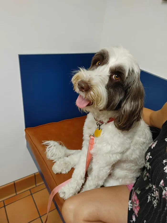 Federal Animal Hospital 12