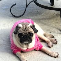 Kelly's Animal Hospital ico