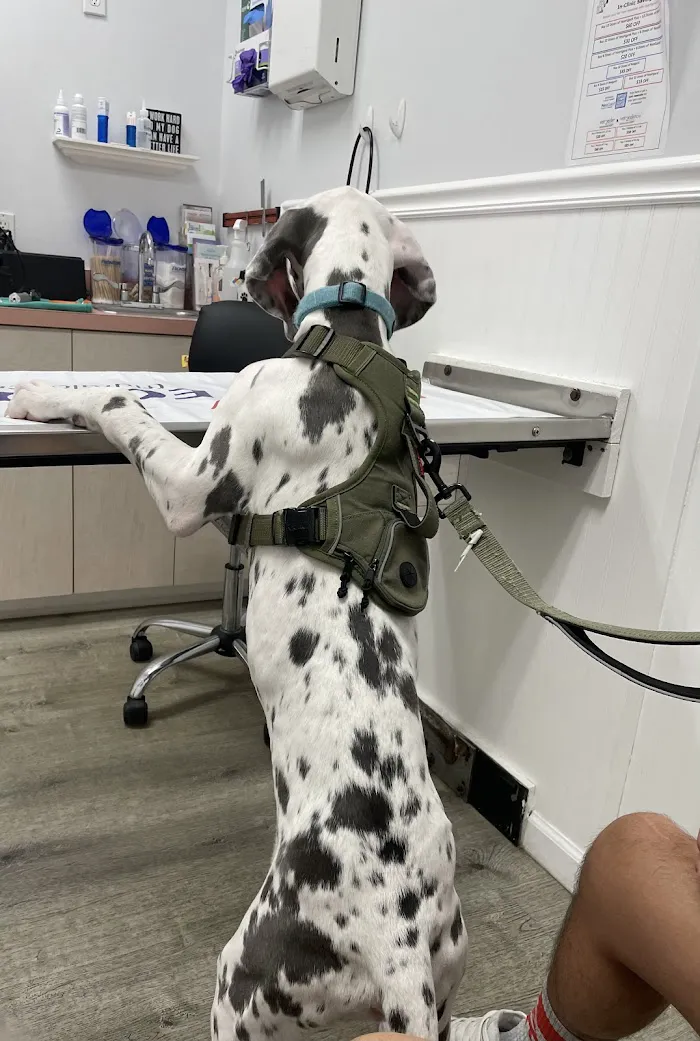 Kelly's Animal Hospital 12