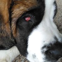 Animal Eye Specialty Clinic - Stuart ico