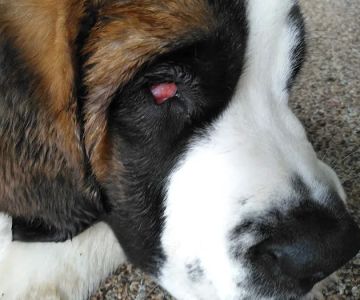 Animal Eye Specialty Clinic - Stuart