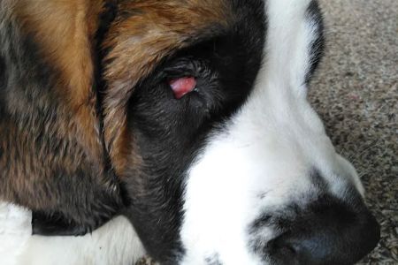 Animal Eye Specialty Clinic - Stuart