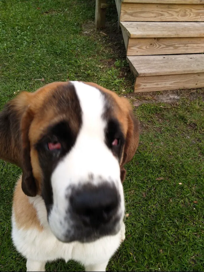 Animal Eye Specialty Clinic - Stuart 12