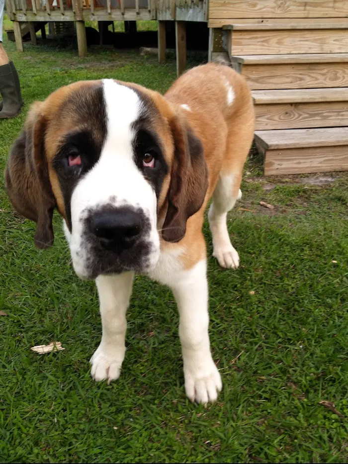Animal Eye Specialty Clinic - Stuart 12