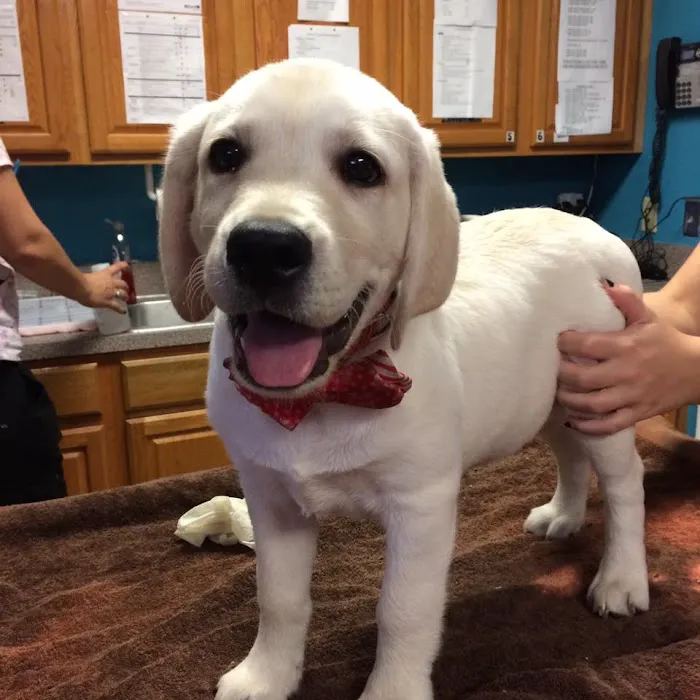 Animal Hospital of West Port Saint Lucie 12