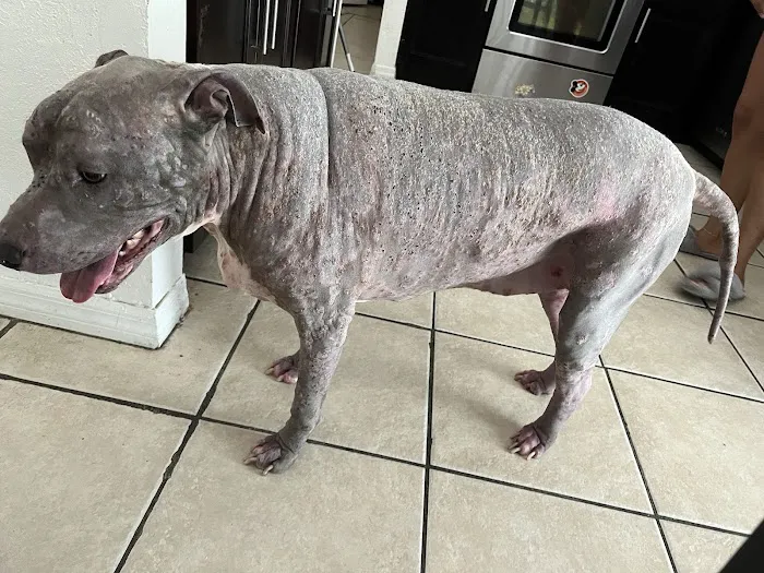 Animal Hospital of West Port Saint Lucie 12