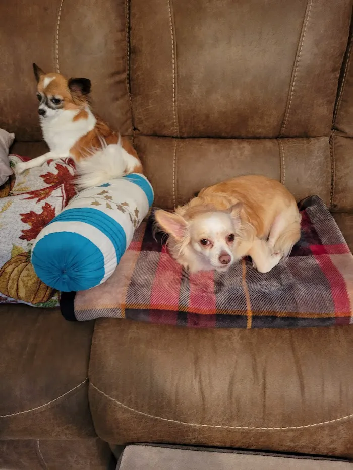 Animal Hospital of West Port Saint Lucie 12