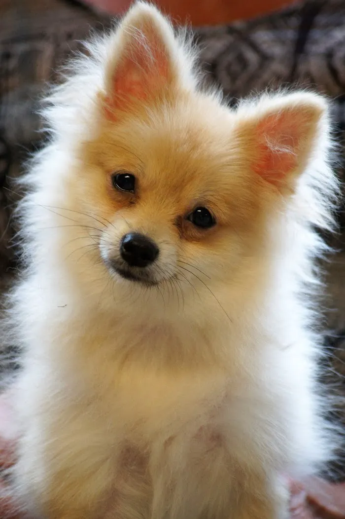Animal Hospital of West Port Saint Lucie 12