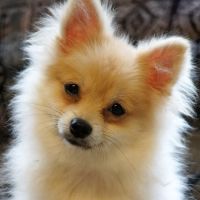 Animal Hospital of West Port Saint Lucie ico