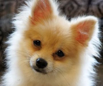 Animal Hospital of West Port Saint Lucie