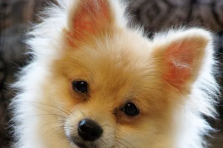 Animal Hospital of West Port Saint Lucie