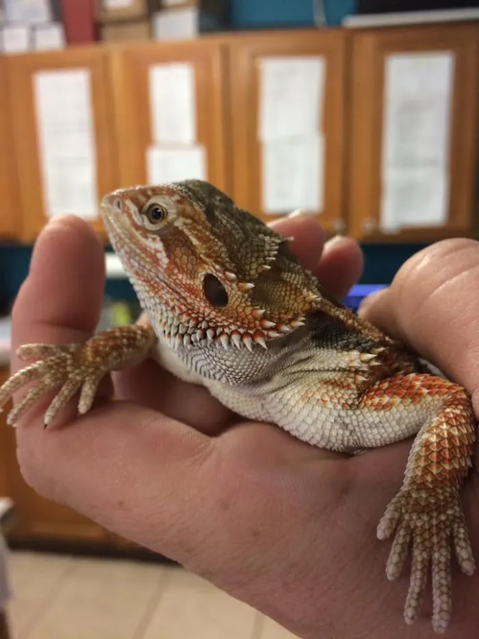 Animal Hospital of West Port Saint Lucie 12
